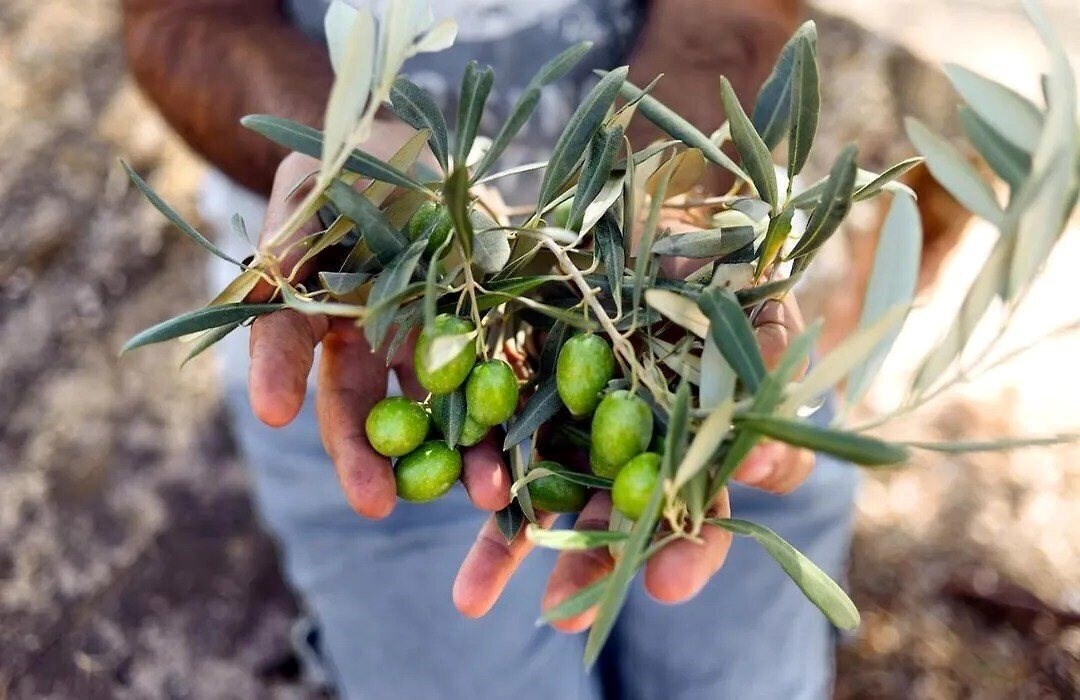 Ayii Anargyri Natural Healing SPA Resort 4* суреті